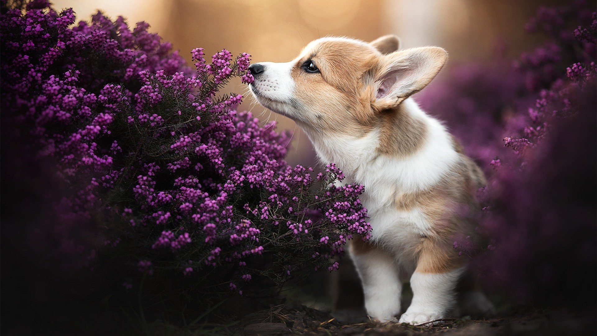 浙江雄狮替补球员关键时刻挺身而出，浙江雄狮服务队