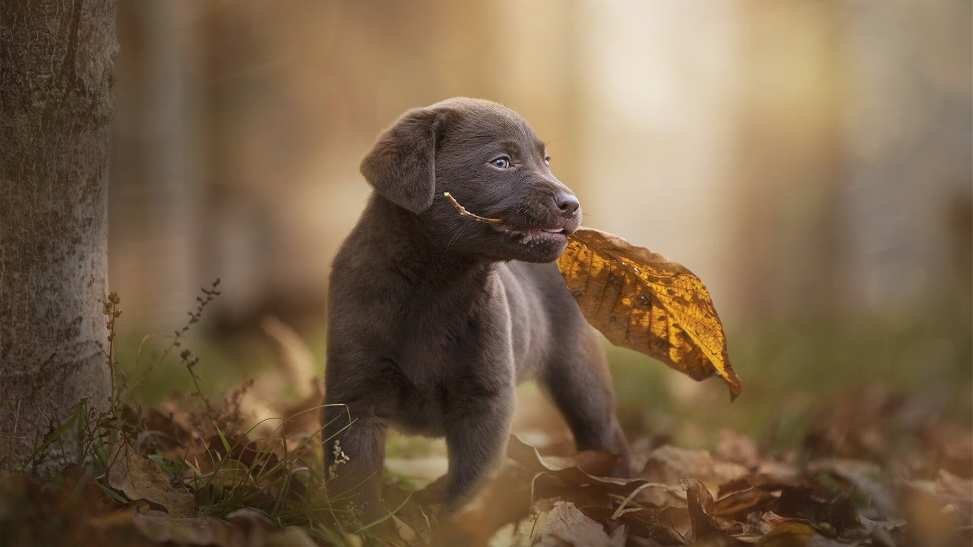 沃尔夫斯堡体能储备出色维持攻防强度，沃尔夫斯堡主力