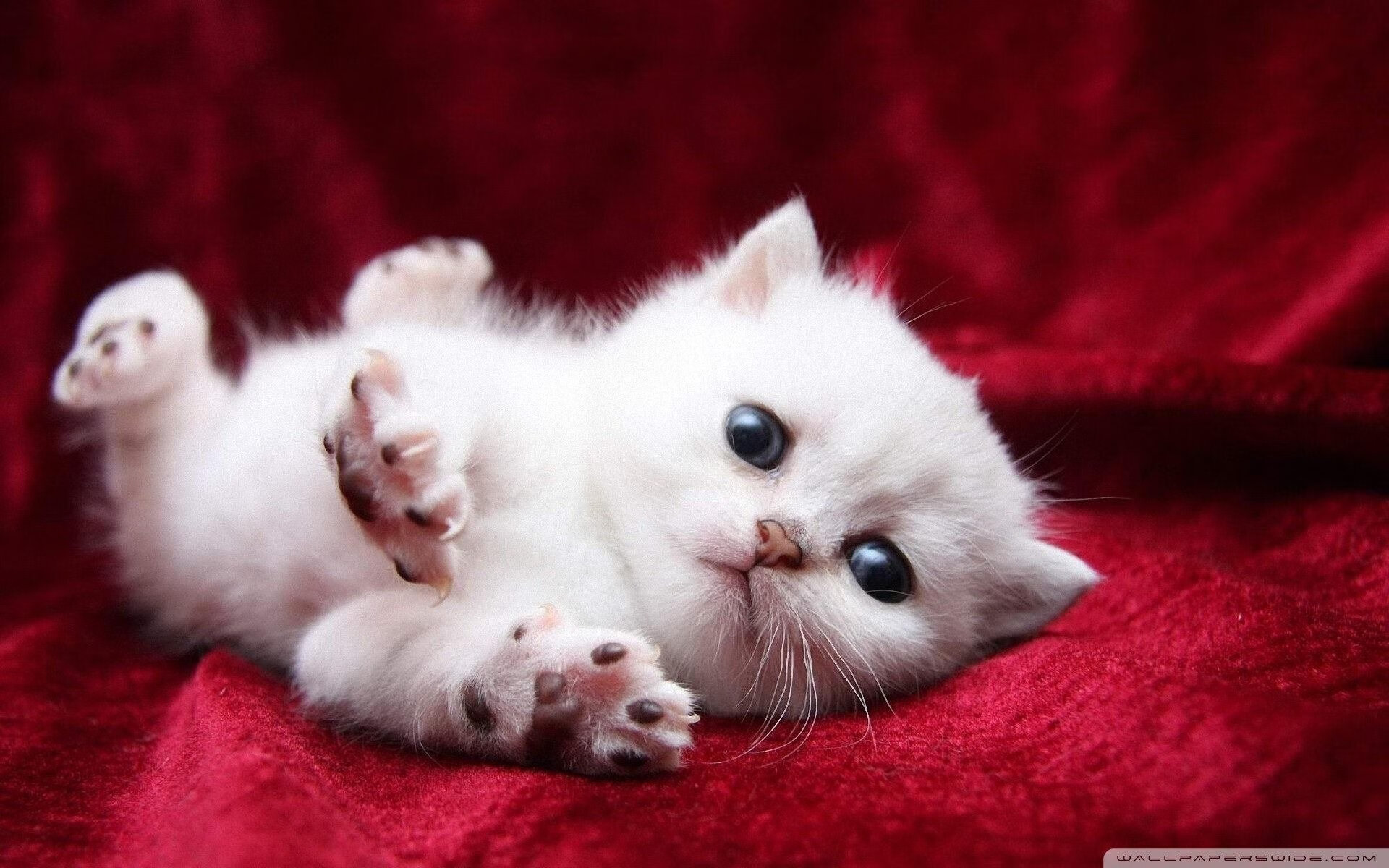 瑞典队乒乓战术:如何化解对手的强力进攻,曾经的瑞典乒乓球非常强大