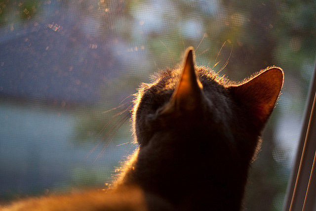 国际足球界联合推动可持续发展目标,绿色行动加快推进,国际足球联合会决定将总部设在