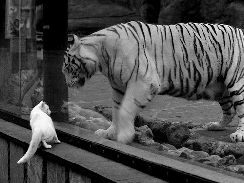 开云备用-欧洲杯变阵引领：战术创新，引爆全场！，欧洲杯进阶